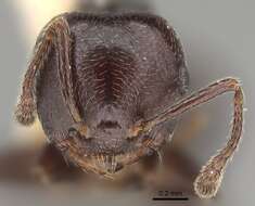 صورة Crematogaster rifelna Buren 1968