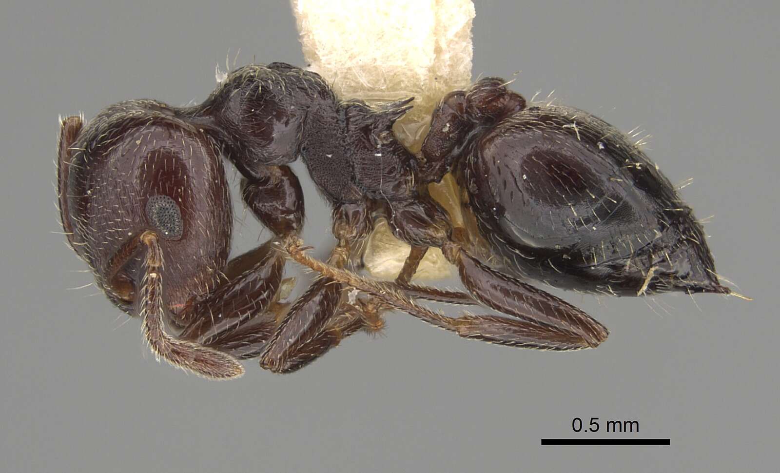 صورة Crematogaster rifelna Buren 1968