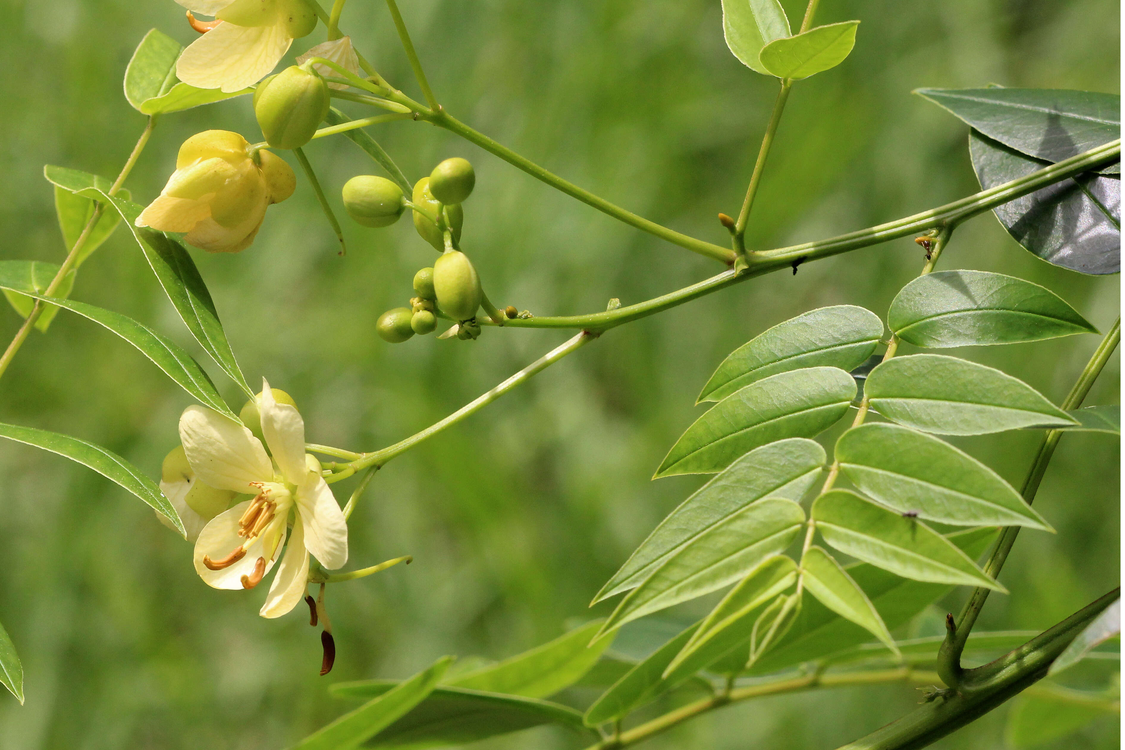 Image of privet senna