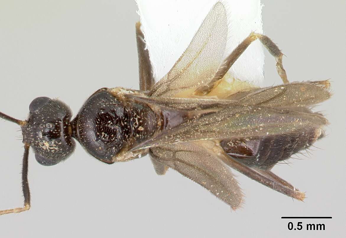 Image of <i>Nylanderia silvula</i>