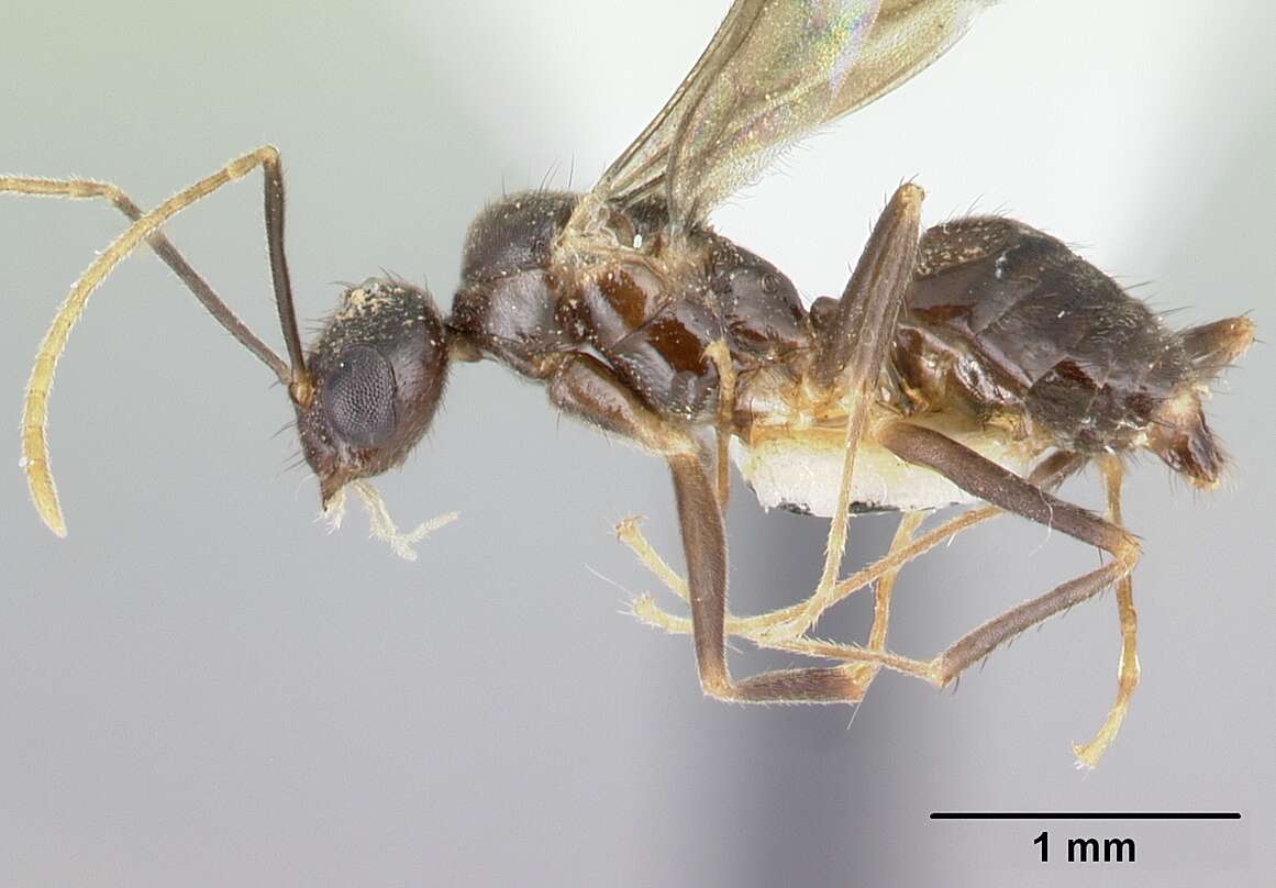 Image of <i>Nylanderia silvula</i>