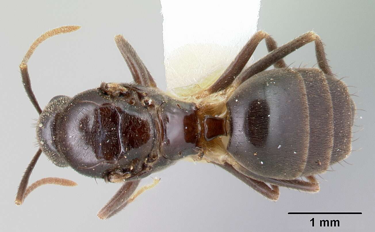 Image of <i>Nylanderia silvula</i>