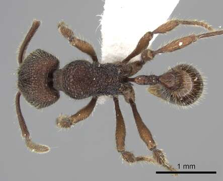 Image de Pogonomyrmex sylvestris Lattke 1990