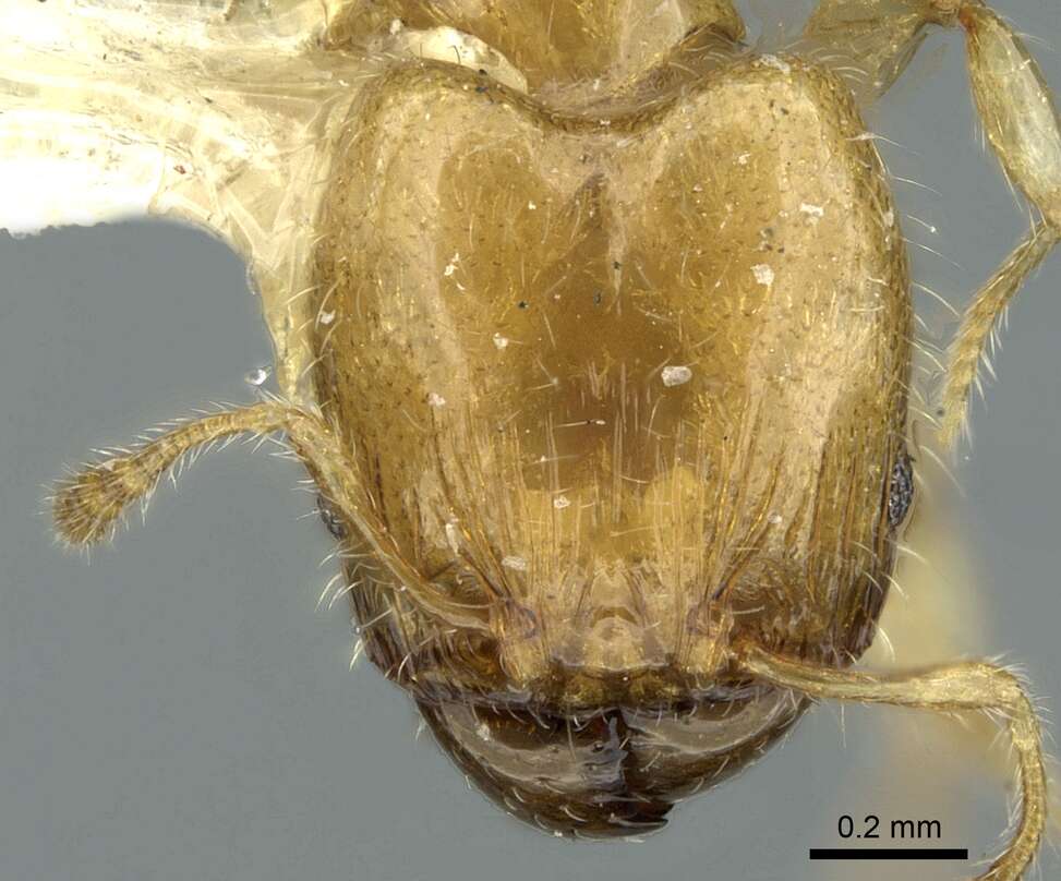 Image of Pheidole gambogia Donisthorpe 1948