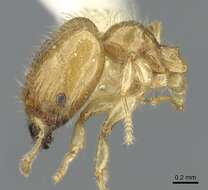 Image of Pheidole gambogia Donisthorpe 1948