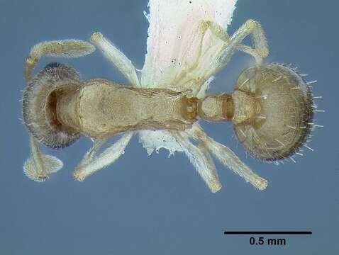 Image de <i>Temnothorax mpala</i>