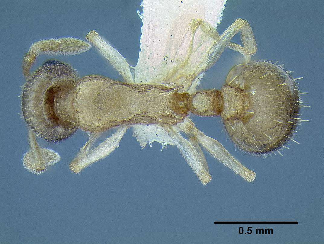 Image of <i>Temnothorax mpala</i>