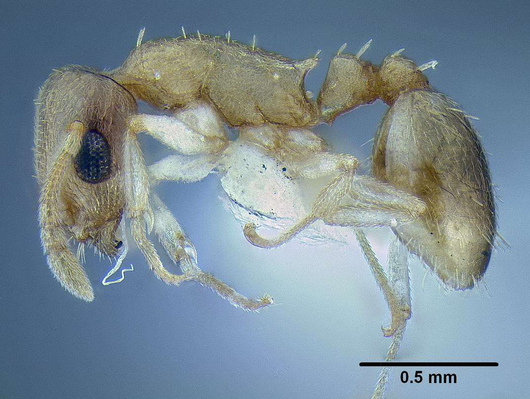 Image of <i>Temnothorax mpala</i>