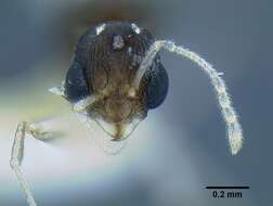 Image of <i>Temnothorax mpala</i>