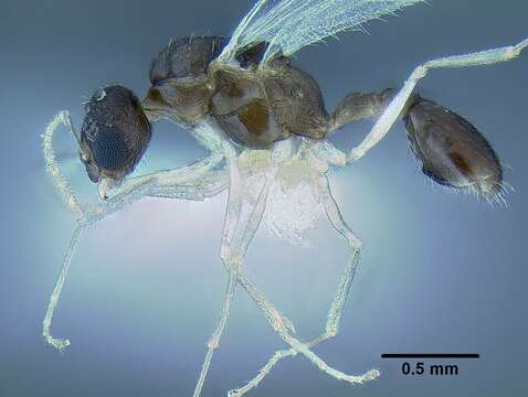 Image de <i>Temnothorax mpala</i>