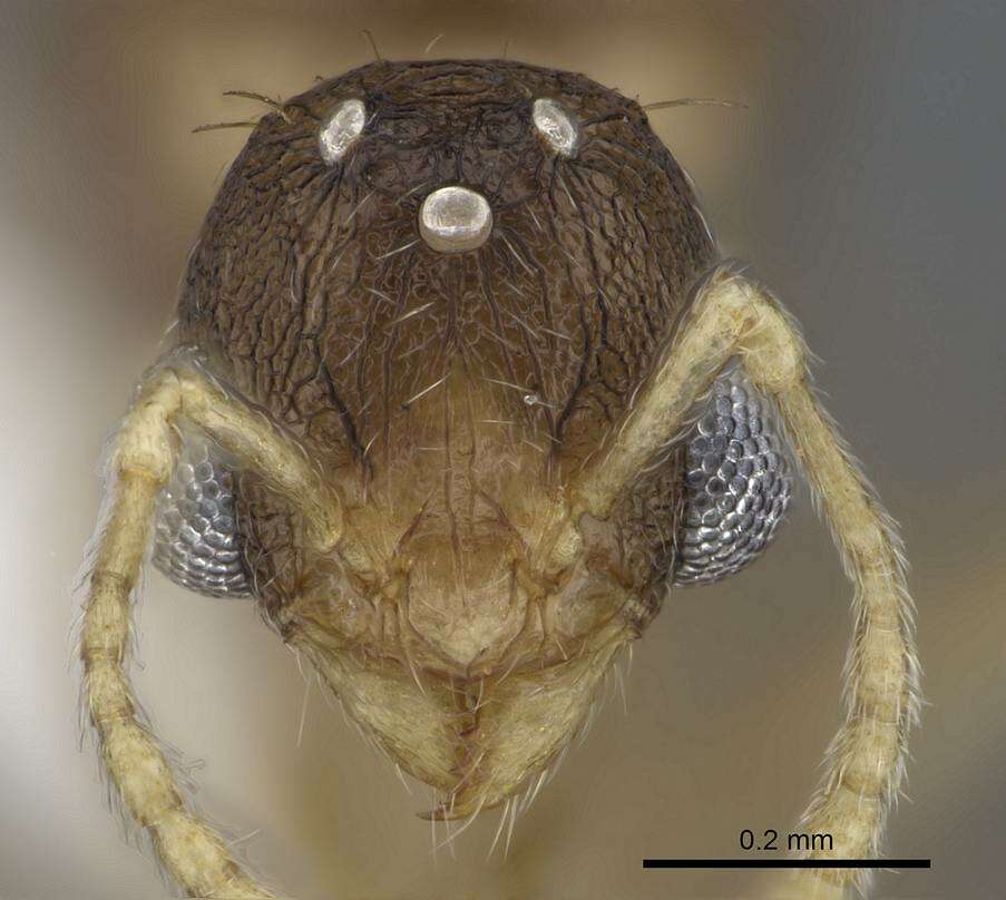 Image of Tetramorium delagoense Forel 1894