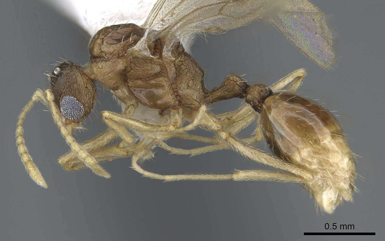 Image of Tetramorium delagoense Forel 1894