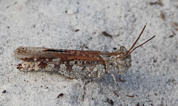 Image of Longhorn Band-wing Grasshopper