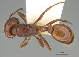 Слика од Pogonomyrmex guatemaltecus Wheeler 1914