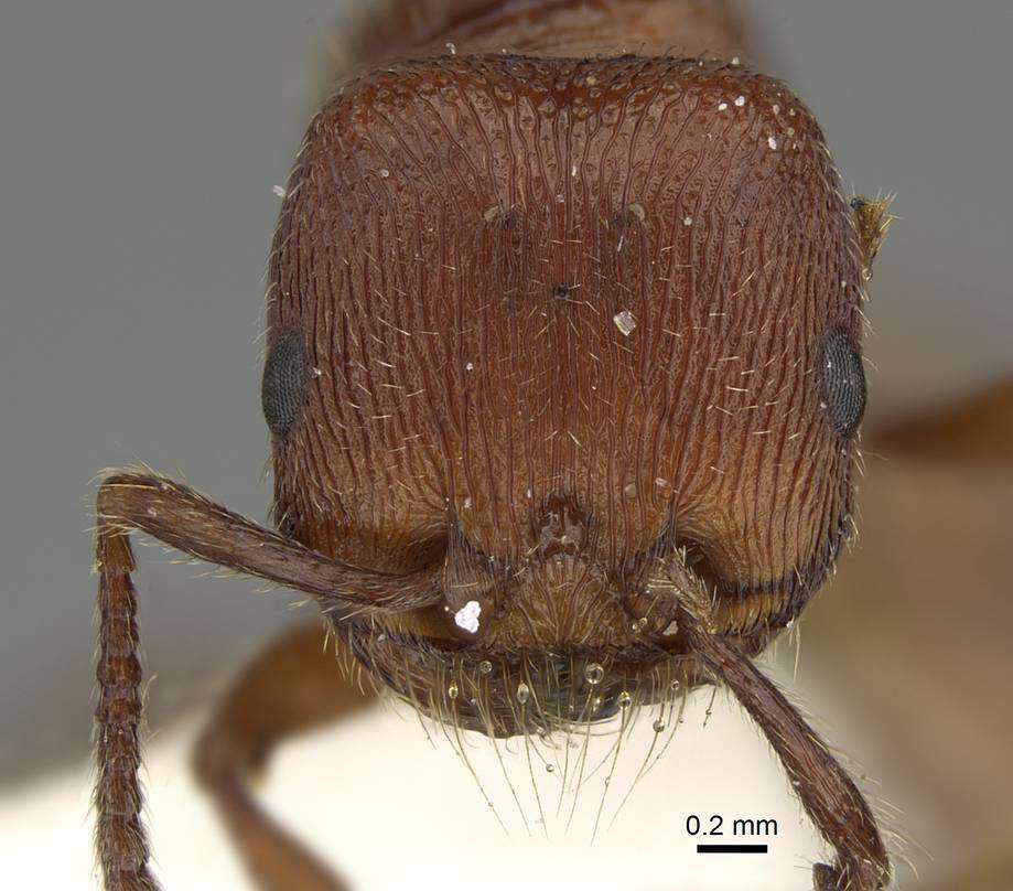 Слика од Pogonomyrmex guatemaltecus Wheeler 1914