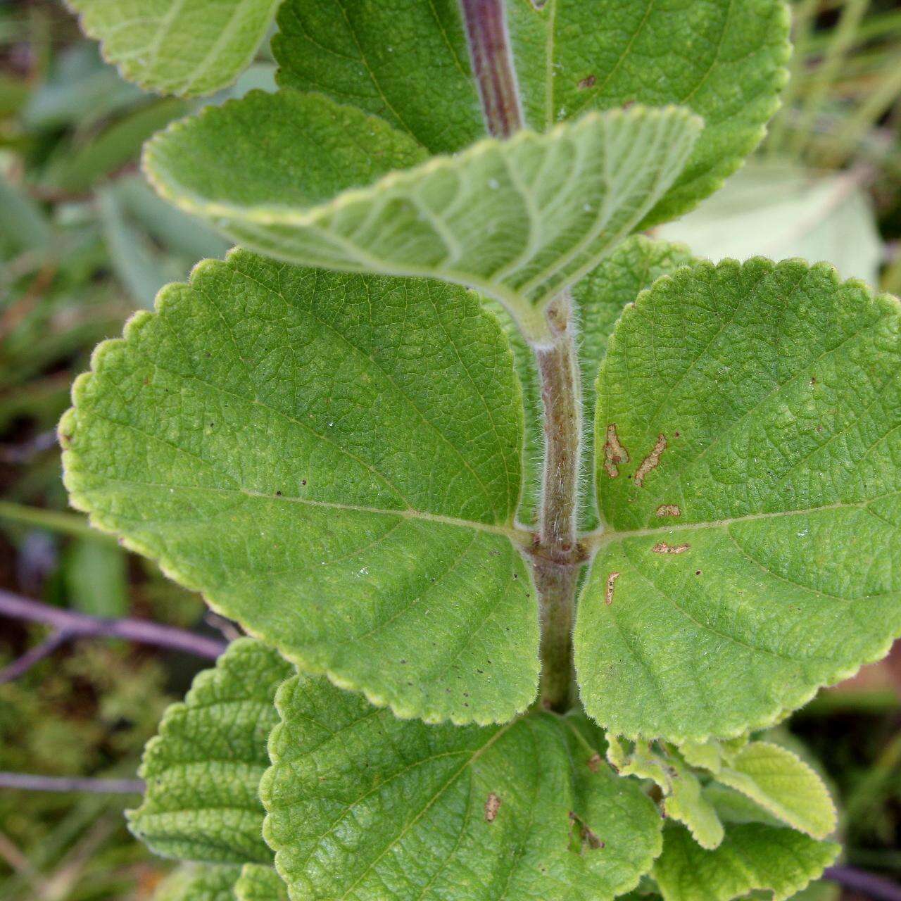 Image of Lippia lupulina Cham.