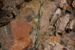 Image of perennial rockcress