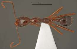 Image of Aphaenogaster charesi