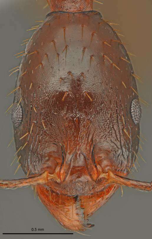 Image of Aphaenogaster charesi