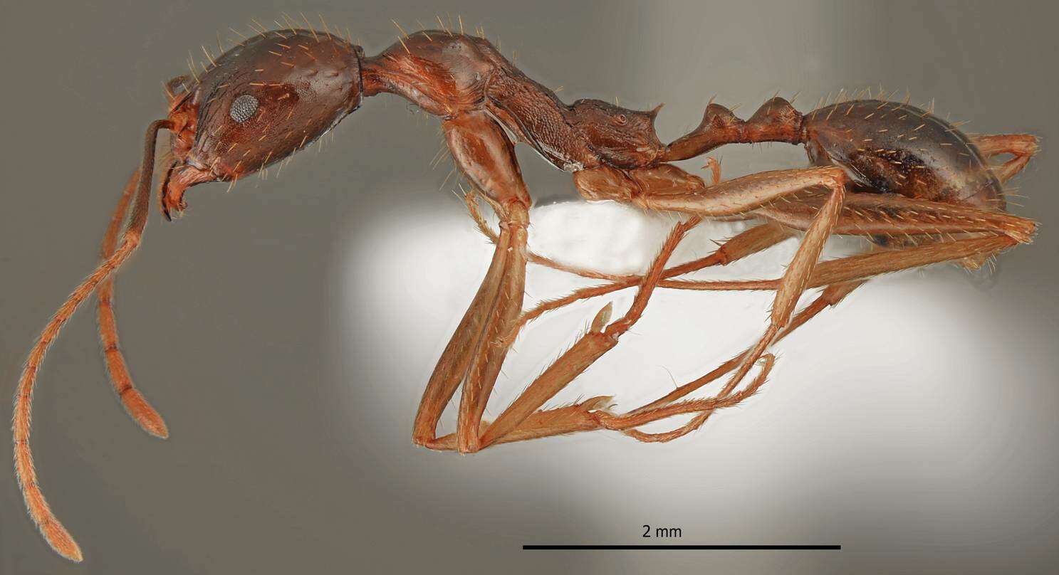 Image of Aphaenogaster charesi