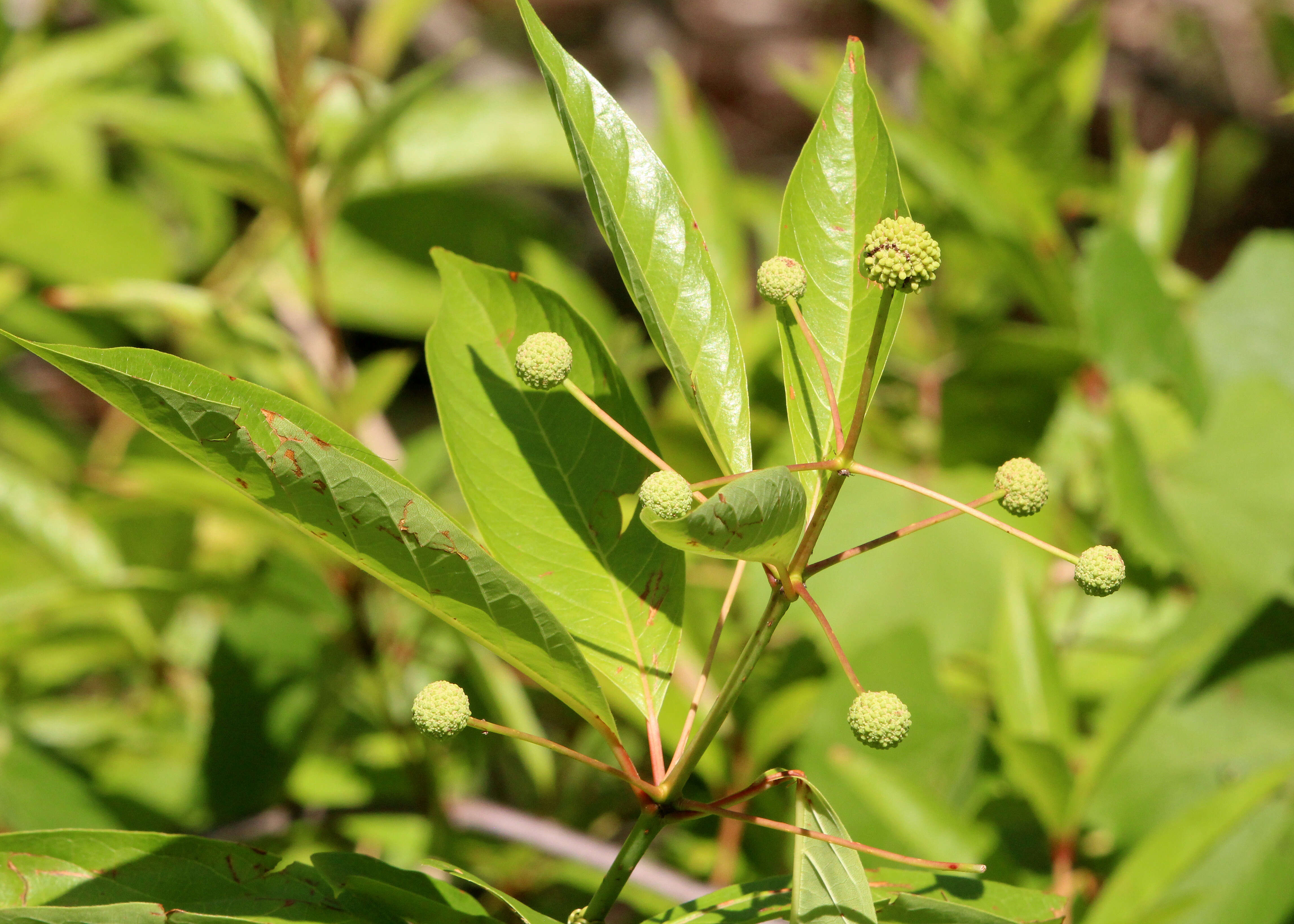 Image of common buttonbush