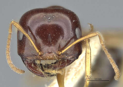 Imagem de <i>Melophorus chauliodon</i>