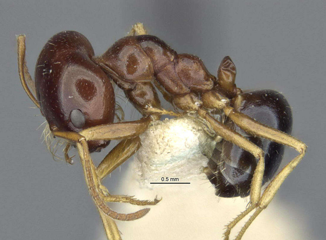 Image of <i>Melophorus chauliodon</i>