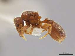 Image of Octostruma betschi Perrault 1988