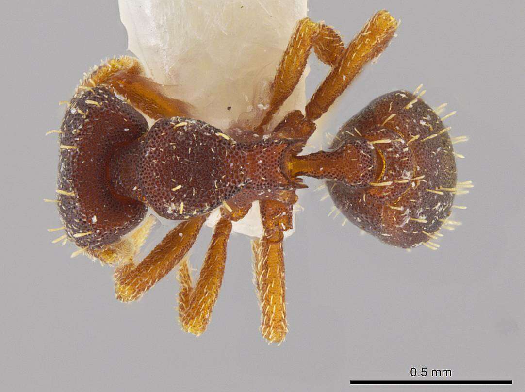 Image of Octostruma batesi (Emery 1894)