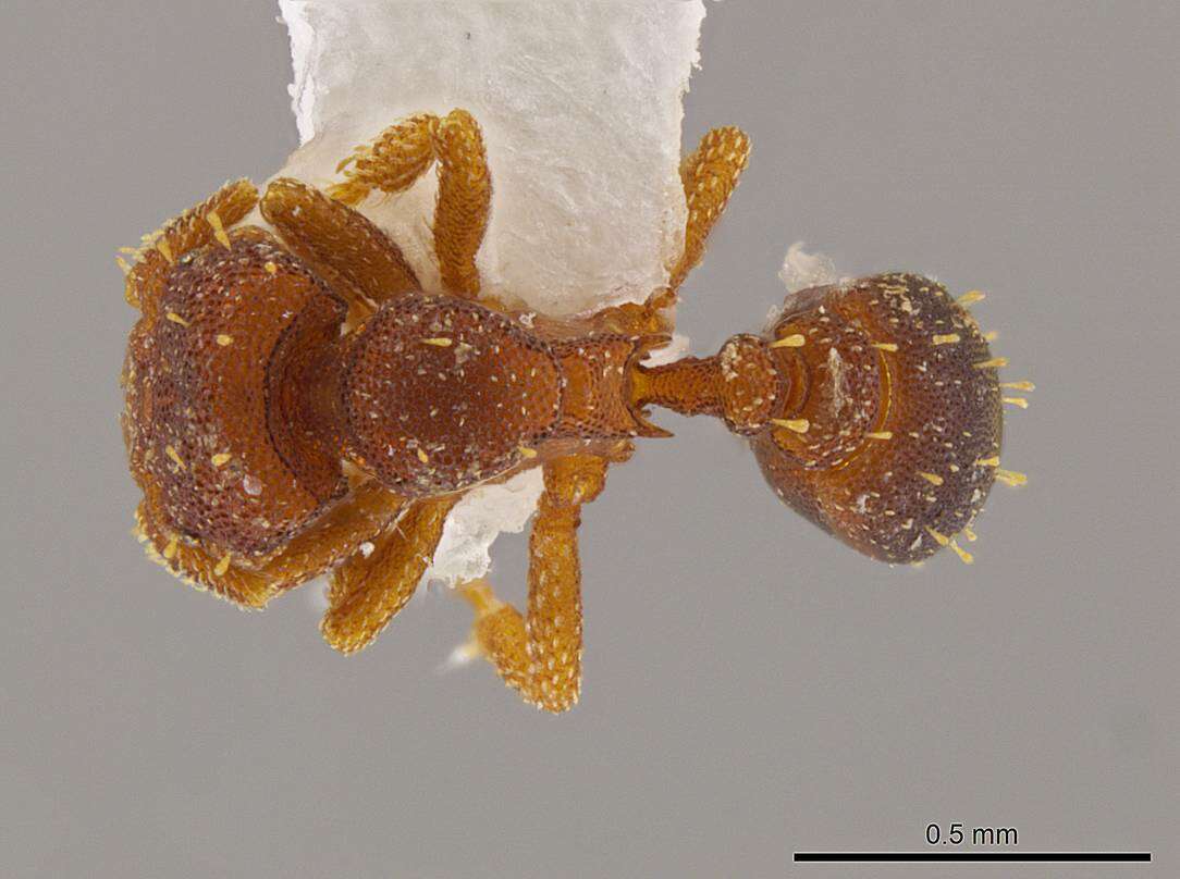 Image of Octostruma betschi Perrault 1988