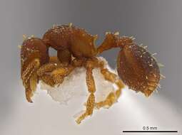 Image of Octostruma betschi Perrault 1988