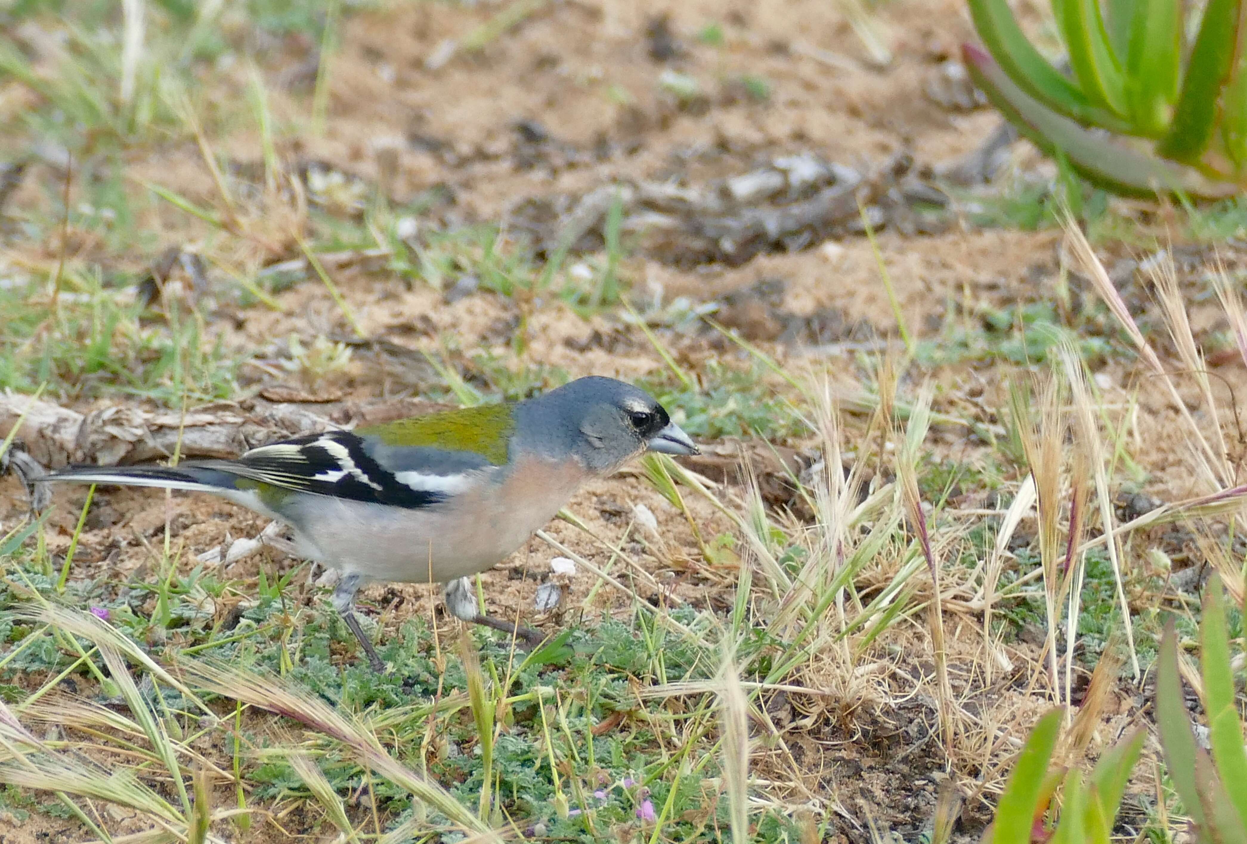 Image of Fringilla coelebs africana Levaillant & J 1850