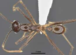 Image of Pheidole comata Smith 1858