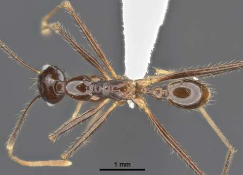 Image of Pheidole comata Smith 1858