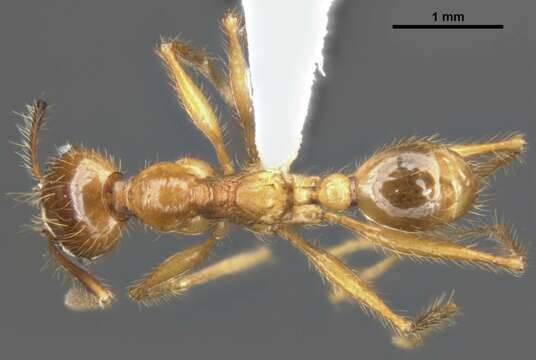 Pheidole gatesi (Wheeler 1927)的圖片