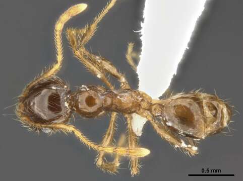 Image of Pheidole pallidula (Nylander 1849)