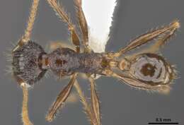 Image of Pheidole quadrensis Forel 1900