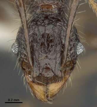 Image of Pheidole quadrensis Forel 1900