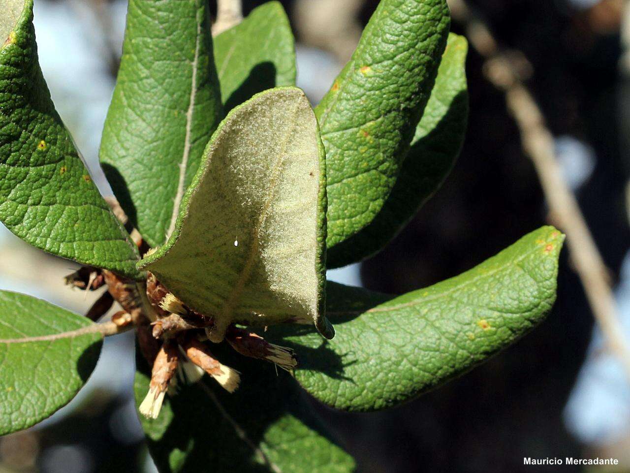 صورة Piptocarpha rotundifolia (Less.) Baker