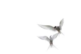 Image of Arctic Tern