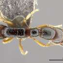 Image of <i>Zasphinctus wilsoni</i>