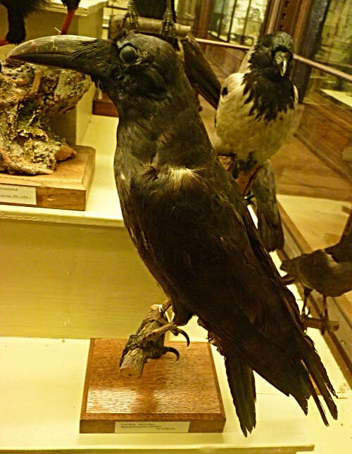 Imagem de Corvus validus Bonaparte 1850