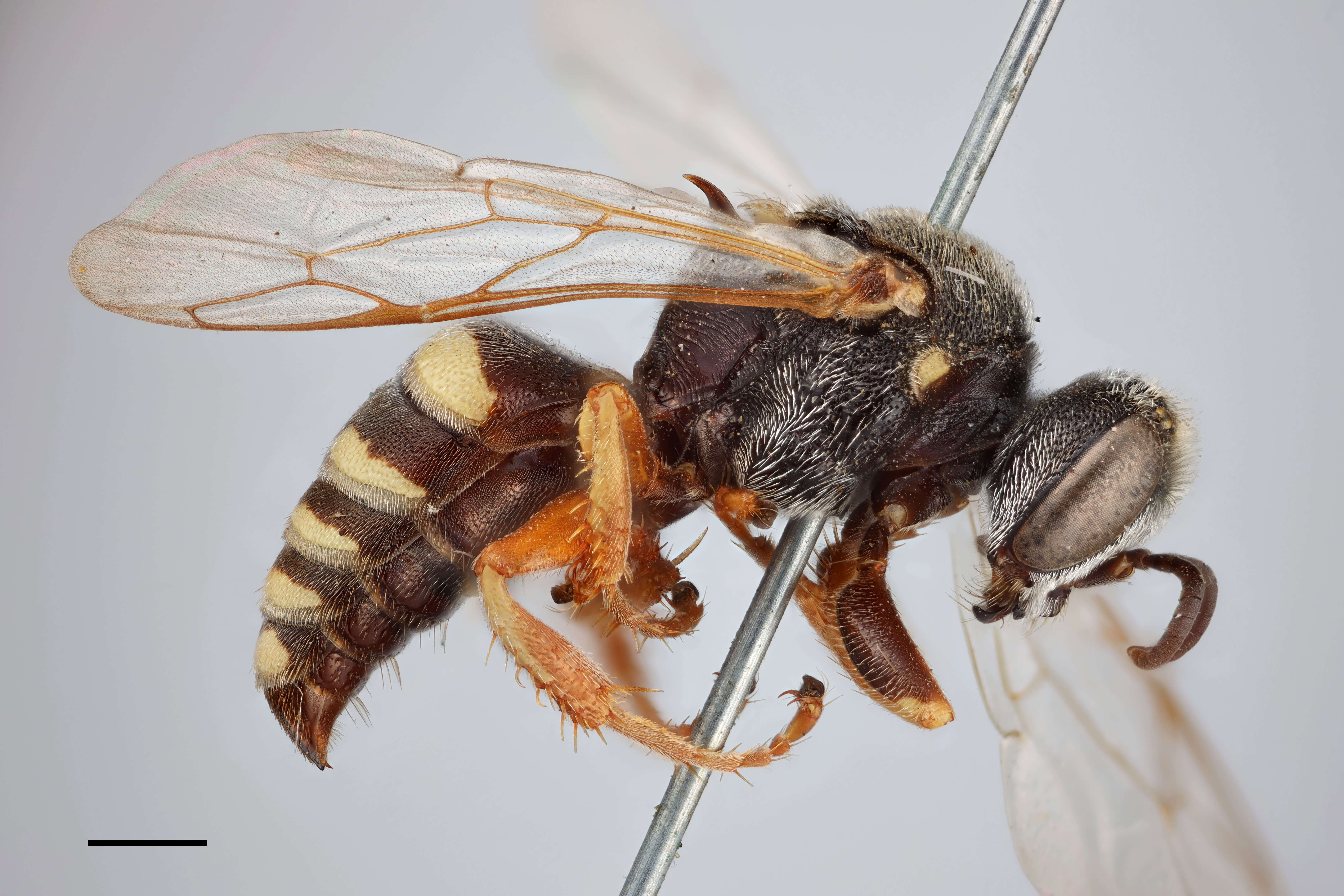 Plancia ëd Oxybelus argentatus aculeatus Thomson 1870