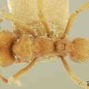 Image of Sericomyrmex lutzi Wheeler 1916