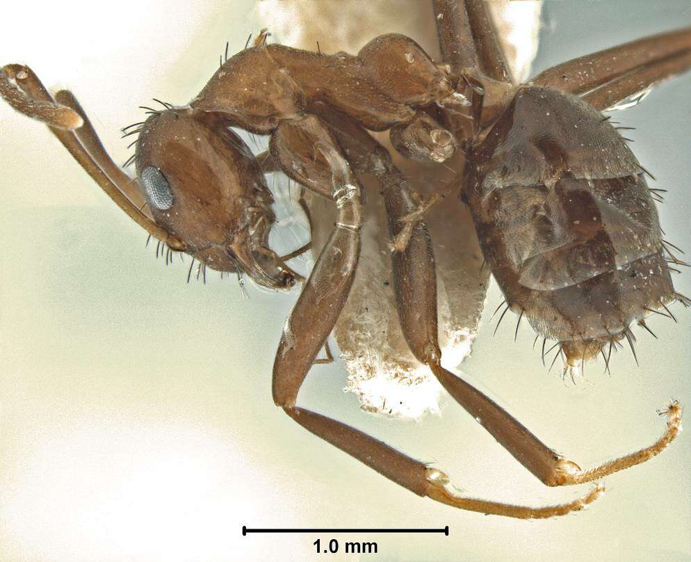 Image of Nylanderia opisopthalmia