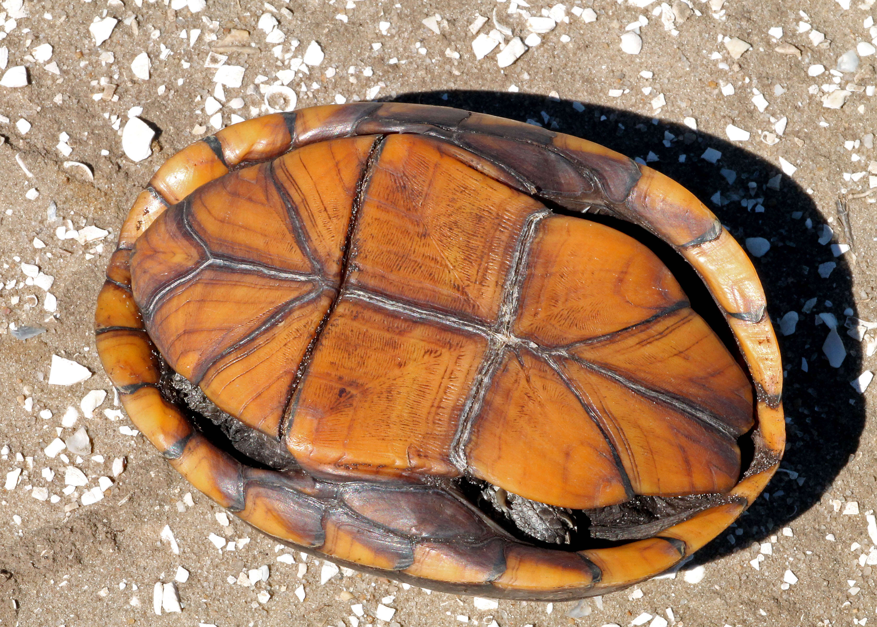 Image of Striped Mud Turtle