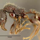 Image of <i>Pheidole traini</i>