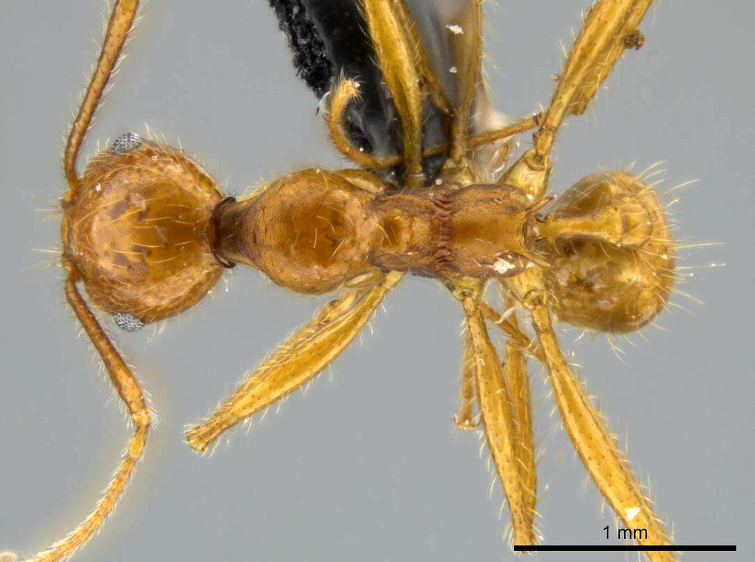 Image of Pheidole tinamu