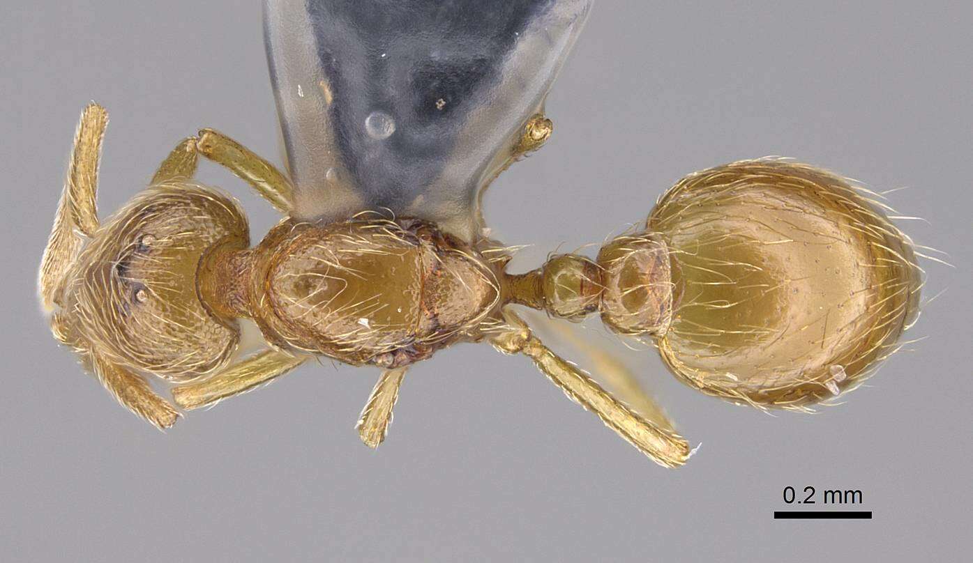 Image of Strumigenys inopina