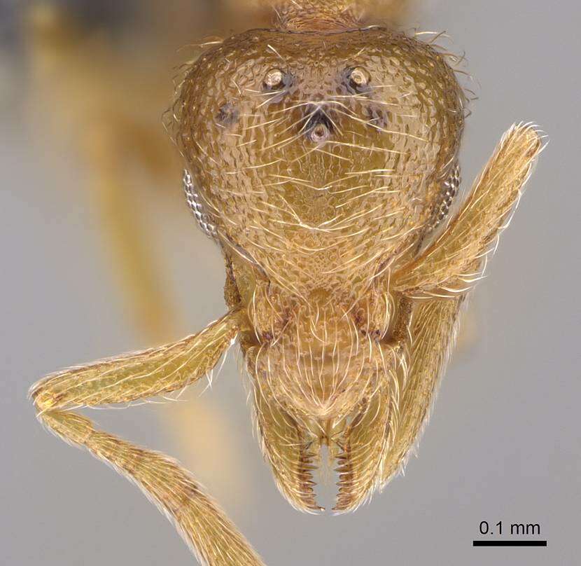 Image of Strumigenys inopina